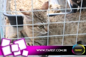 imagem 14. Evento: 